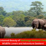 Panoramic view of Kaziranga National Park