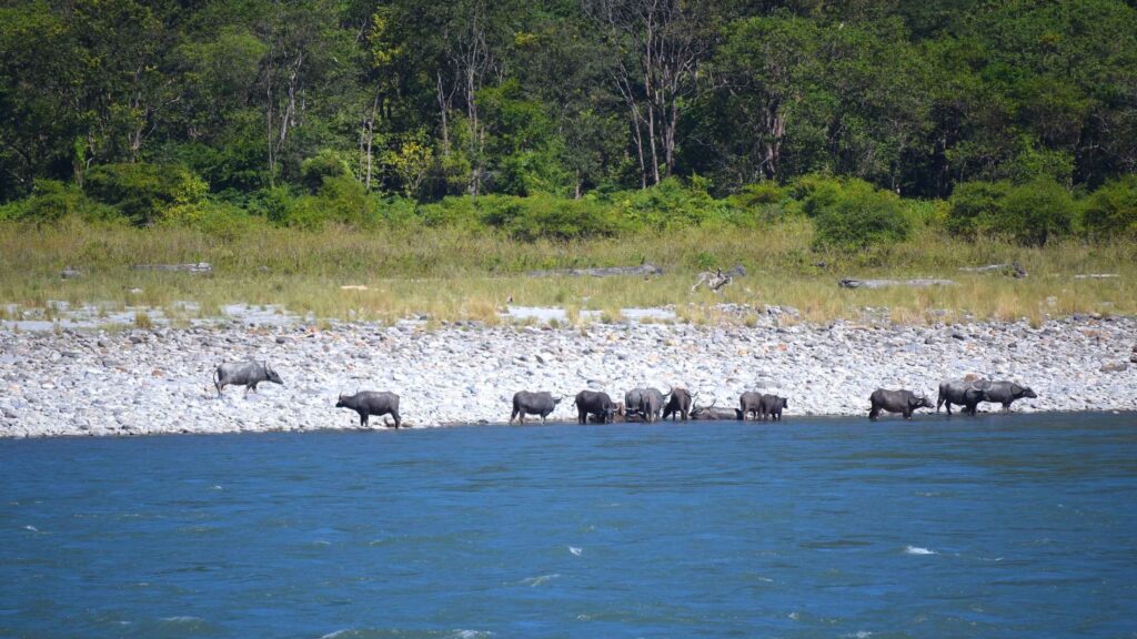 manash river