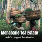 Monabarie Tea Estate Asia's largest tea estate