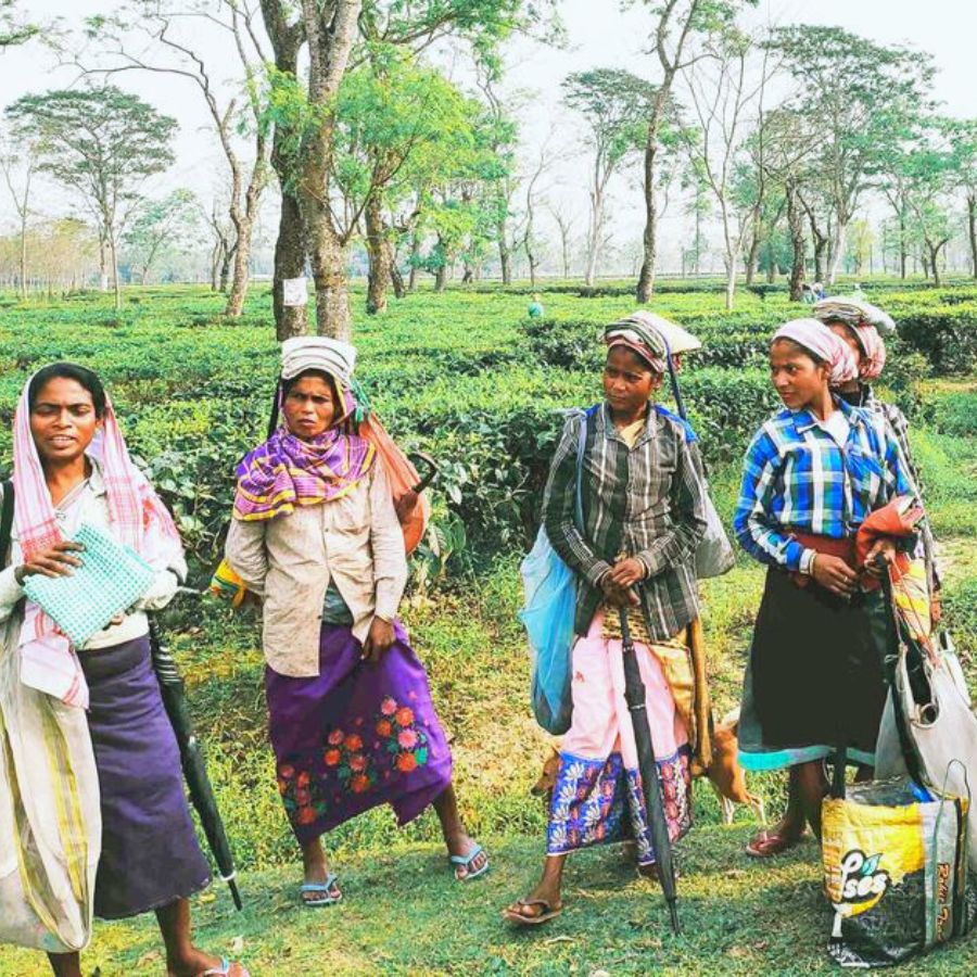 Monabarie Tea Estate