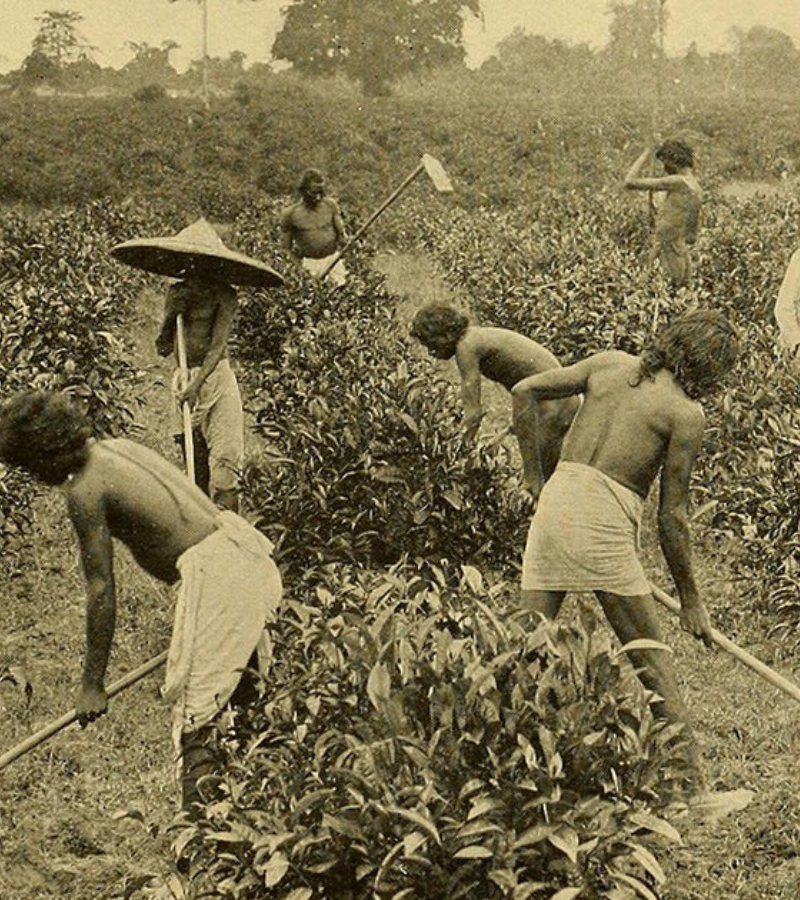 Historical Roots of Monabarie Tea Estate