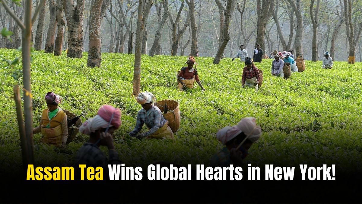 Assam Tea