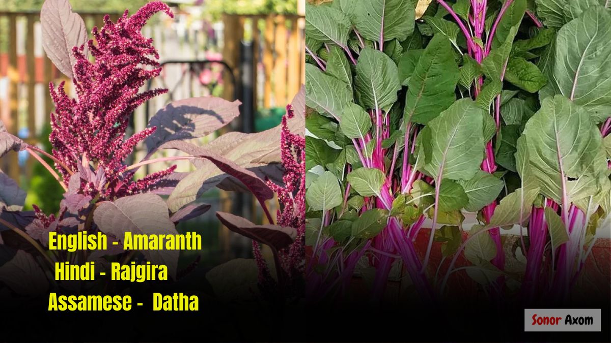 Health Benefits of Amaranth