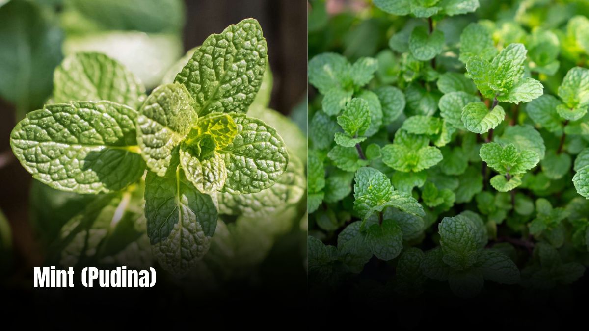 Health Benefits of Mint Pudina
