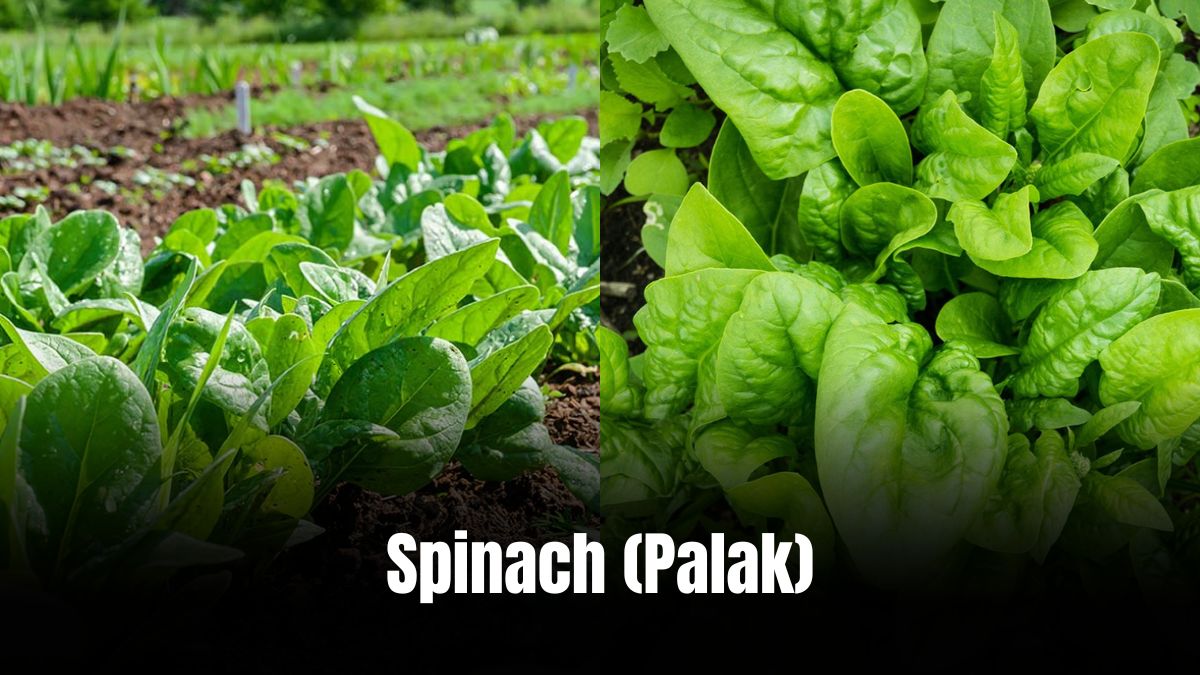 Health Benefits of Spinach
