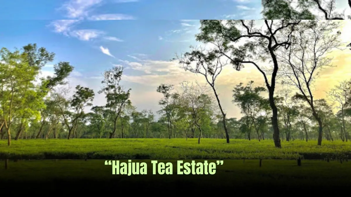 10 Most Beautiful Tea Estates in Assam