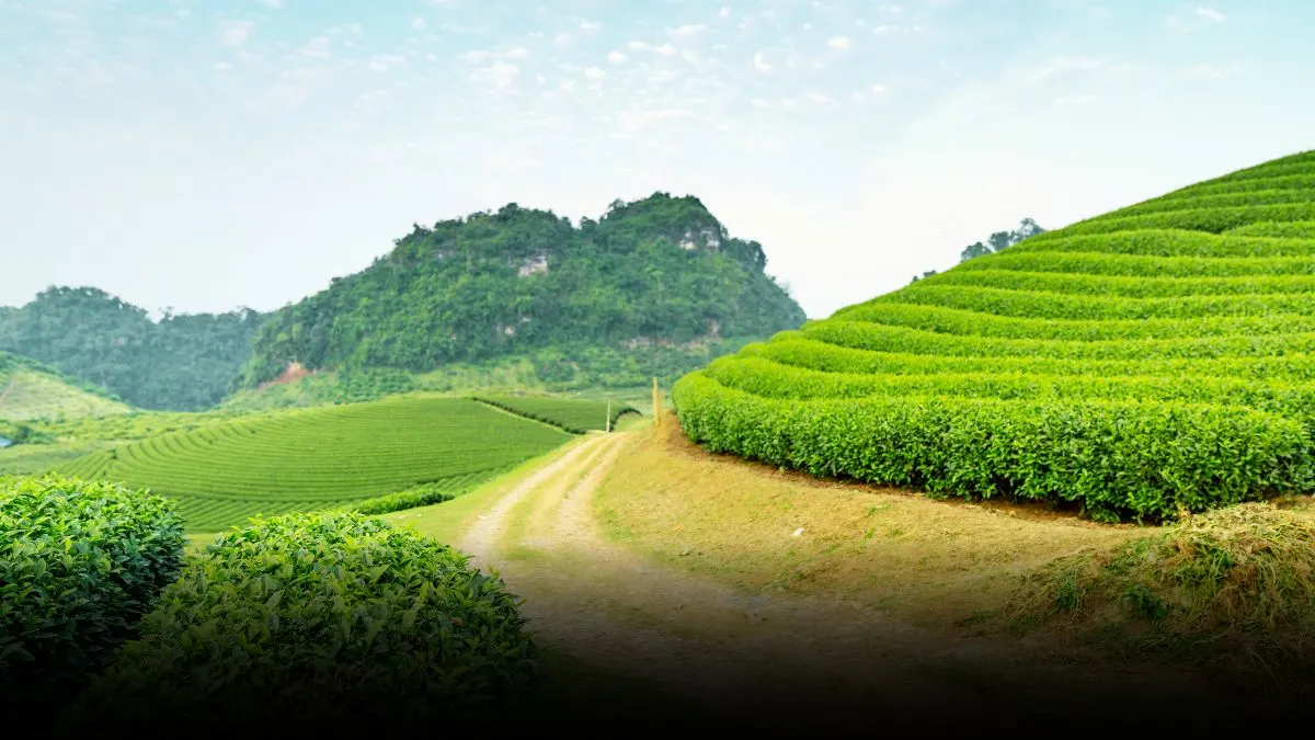 Most Beautiful Tea Estates in Assam