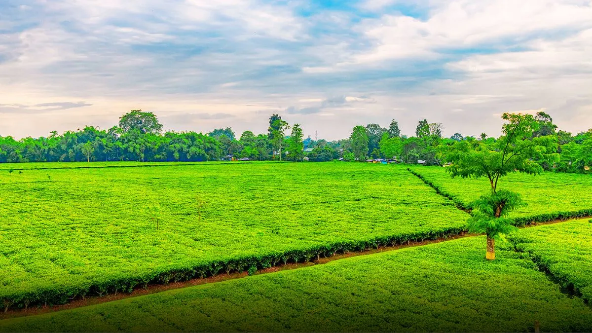 Top 10 Most Beautiful Tea Estates in Assam